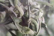 六月柑橘小苗病蟲害用藥_柑橘樹什么時(shí)候打藥