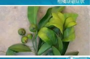 柑橘花前病蟲害圖譜_桔樹白色蟲卵是什么 柑橘花前病蟲害圖譜_桔樹白色蟲卵是什么