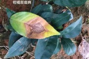 柑橘常見病害及圖片(柑橘常見病害圖片與防治 方法) 柑橘常見病害及圖片(柑橘常見病害圖片與防治 方法)