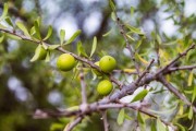 川金5號柑橘樹苗苗：優(yōu)質(zhì)高產(chǎn)新品種種植技術與管理要點解析