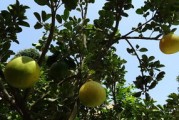 樹勢強(qiáng)早熟柑橘品種選育及高產(chǎn)栽培技術(shù)解析
