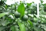 柑橘膨果期病蟲(chóng)害防治_葡萄坐果后因葉面肥中毒怎么樣補(bǔ)救