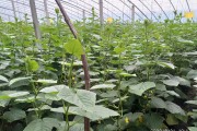 柑橘常見病蟲害怎么辦_植物病蟲害用什么藥