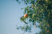 蕓香科柑橘品種資源分類及其生物特性與栽培應(yīng)用研究