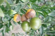柑橘病蟲(chóng)害圖譜與用藥6_苯醚甲環(huán)唑能治柑橘潰瘍病嗎