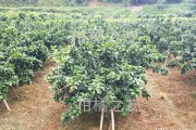 柑橘彎枝種植技術(shù)_8月份江淮地區(qū)桔子樹能修剪嗎 柑橘彎枝種植技術(shù)_8月份江淮地區(qū)桔子樹能修剪嗎