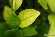 柑橘種什么防病蟲(chóng)害好看_礦物油在柑桔的使用 柑橘種什么防病蟲(chóng)害好看_礦物油在柑桔的使用