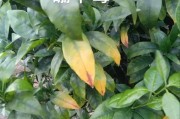 柑橘病蟲(chóng)害缺素自動(dòng)識(shí)別器_柑橘新梢葉片黃色不轉(zhuǎn)綠是什么原因