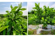 柑橘抹芽種植技術(shù)_檸檬樹養(yǎng)殖方法是怎樣的