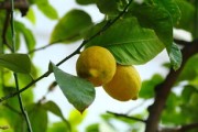 柑橘類水果上市時(shí)間與季節(jié)性選購(gòu)指南