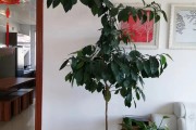 橘子樹開花結果過程圖片_桔殼樹的花期