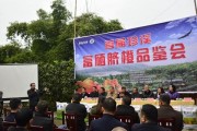 富硒柑橘種植技術(shù)管理_怎樣去調(diào)理才恢復