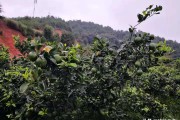柑橘秋季病蟲害防治技術(shù)_桂花的蟲病害及防治技巧有哪些 柑橘秋季病蟲害防治技術(shù)_桂花的蟲病害及防治技巧有哪些
