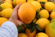 剝皮柑橘種植技術_耙耙柑不適合哪些人吃