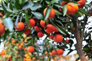 柑橘種植有哪些病蟲(chóng)害和防治_柑桔控梢用什么方案好
