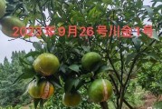 贛南臍橙好吃還是果凍橙子好吃（橙子和贛南臍橙區(qū)別）