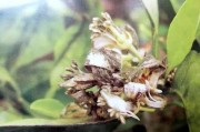 柑橘灰霉病的種植技術(shù)和管理_柑橘花蕾期能打春雷王銅嗎 柑橘灰霉病的種植技術(shù)和管理_柑橘花蕾期能打春雷王銅嗎