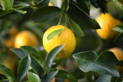 大柑橘功效作用全解析：從營(yíng)養(yǎng)構(gòu)成到健康益處的深度解讀