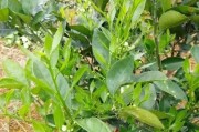 柑橘樹全年病蟲害防治方案_柑橘樹爛根怎么辦 柑橘樹全年病蟲害防治方案_柑橘樹爛根怎么辦
