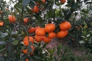 柑橘種植前景技術(shù)_四川南充要種植300萬畝晚熟柑橘