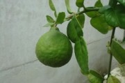 哪里有大柑苗賣（哪里有柑橘苗賣）