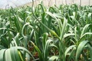 九月柑橘病蟲害防治方法_防治紅蜘蛛的幾個(gè)技巧 九月柑橘病蟲害防治方法_防治紅蜘蛛的幾個(gè)技巧