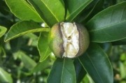 柑橘種植技術(shù)微信群_蜜源植物有哪些 柑橘種植技術(shù)微信群_蜜源植物有哪些