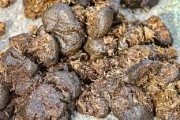 沃柑放化肥多久吸收（沃柑放肥料的時間段）