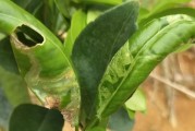 柑橘種植保水技術(shù)土壤_冬天需要澆水嗎