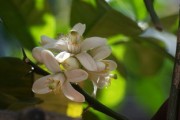 柑橘開花慢什么病害引起(柑橘開花期如何管理) 柑橘開花慢什么病害引起(柑橘開花期如何管理)