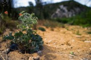 柑橘適合種植在什么地方？解析最佳地理環(huán)境條件