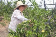 柑橘種植起壟技術實圖_塔羅科血橙主要物候期是何時 柑橘種植起壟技術實圖_塔羅科血橙主要物候期是何時