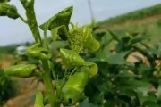 柑橘病蟲(chóng)害防治工作計(jì)劃_柑橘幾月份可以打藥