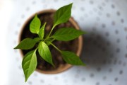 果農揭秘：沃柑耙耙柑哪個好吃？口感甜度營養(yǎng)全方位對比評測