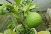 柑橘樹(shù)常見(jiàn)病蟲(chóng)害防治方法全解析：識(shí)別與應(yīng)對(duì)指南