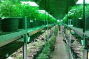 沃柑栽培技術管理技術要點有哪些（沃柑栽培技術規(guī)程）