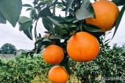 最新柑橘種植技術(shù)書籍_柑橘一百畝種多少棵 最新柑橘種植技術(shù)書籍_柑橘一百畝種多少棵