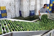 海南柑橘苗種植技術(shù)_香水檸檬大片種植有什么好的種植方法讓果樹粗壯果實(shí)多