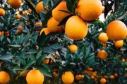 柑橘創(chuàng)新種植技術(shù)指導(dǎo)_柑橘樹的最佳行距和株距