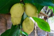 柑橘轉(zhuǎn)色期落果什么原因？常見誘因與防治對(duì)策解析