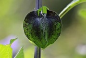 柑橘病害生物防治措施（柑橘病害防治與用藥）