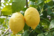 蜜桔吃了對(duì)身體有什么好處(蜜桔吃了會(huì)長(zhǎng)胖嗎) 蜜桔吃了對(duì)身體有什么好處(蜜桔吃了會(huì)長(zhǎng)胖嗎)