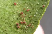 砂糖柑橘種植技術_柑橘樹怎樣種植最好