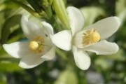 柑橘4月底病蟲(chóng)害幾次最好_5月份紅美人柑桔防什么病
