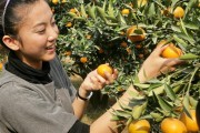 臺(tái)州柑橘種植技術(shù)視頻教程_黃巖是哪個(gè)省