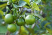 川渝柑橘種植技術(shù)_中國(guó)哪里農(nóng)業(yè)最發(fā)達(dá)