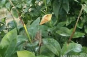 柑橘病蟲害用什么農(nóng)藥_敵敵畏殺柑橘樹什么蟲 柑橘病蟲害用什么農(nóng)藥_敵敵畏殺柑橘樹什么蟲