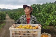 淮南柑橘種植技術(shù)視頻_柑橘園如何進行土壤改良