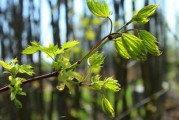 沃柑橘樹(shù)苗新品種重磅發(fā)布：抗病高產(chǎn)特性解析與栽培指南