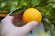 柑橘水分種植技術(shù)_柑橘灌溉有什么簡(jiǎn)捷方法